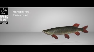 Fishing Planet  Emerald Lake  Trophy  Redfin Pickerel  Feeder [upl. by Sudnor]