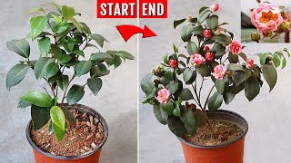 RIGHT way to grow amp care for Camellia others dont tell you [upl. by Aveer]