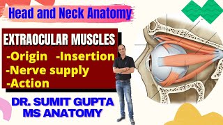 Extraocular muscles and movements  Muscles of eye  attachment [upl. by Leehar]