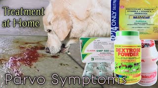 Parvo virus in Dogs Symptoms [upl. by Ahsirkal566]