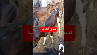 عجلات قنيه في سوق العرب 💰🦙 [upl. by Lashoh]