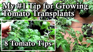 8 Tips on Growing Tomato Seed Starts amp My 1 Tip for Transplant Success A Seed Starting Series [upl. by Rubio]