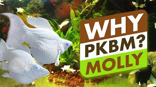 Top 5 Reasons to choose PBKM Molly fish [upl. by Aronle]