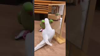 Tropical Birds with Names and Sounds in 4Kshort [upl. by Gerianna]