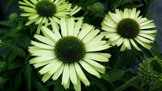 Best Perennials  Echinacea Green Jewel Coneflower [upl. by Egnalos]