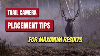 Trail Camera Placement Secrets for Everyday Wildlife Footage [upl. by Chuu]