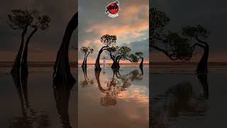 The Famous Dancing Trees Walakiri Beach Sumba [upl. by Ricoriki127]