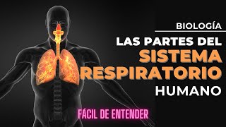 ¿Cómo respiras El Sistema respiratorio en 3 minutos 😮‍💨 [upl. by Nive303]