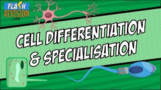 GCSE Biology Revision Guide  Cell Differentiation and Specialised Cells [upl. by Samira]