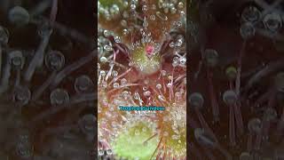 TOP 5 Carnivorous Plants You Can Grow [upl. by Rog]