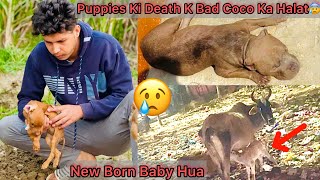 Coco K Puppies Ki Death K Bad Coco Ki halat Kharb😰Hogye कचरे के ढेर पर New Born Baby को जन्म दिया [upl. by Aneetsyrk]