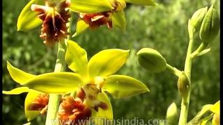 Calanthe tricarinata orchid growing wild in the Himalaya [upl. by Shermy]