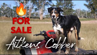 Aitkens Cobber Central West QLD Working Dog Auction 2024 [upl. by Kalagher]