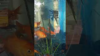 Fish 🐠🐟 tank in gold fish Aquarium set up relaxing relaxingmusic chillout [upl. by Aerdnaid]