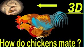 How do chickens mate  reproduce？Chicken Embryo Development  3D Animation [upl. by Eliseo]