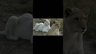 White Lions  Rare Animals   The Earth 4K [upl. by Kloster]