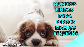 NOMBRES ÚNICOS PARA PERROS MACHOS PEQUEÑOS [upl. by Rosenzweig]