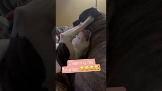 doglovers canecorso brotherlylove pittbull Pitt cleans cane corso 😂 so funny pets [upl. by Aeuhsoj105]