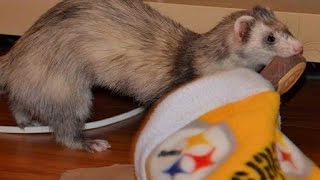 Ferrets Stealing Stuff Videos 2014 HD [upl. by Neerihs]