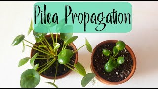 Pilea Peperomioides Propagation Chinese Money Plant Propagation [upl. by Tchao]