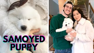 Getting A Samoyed Puppy  The First 24 Hours [upl. by Asylem]