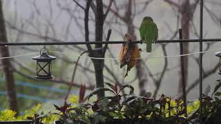 Lightvented Bulbul  Chinese bulbul  白頭翁 VS 五色鳥 Psilopogon nuchalis 2 [upl. by Assirat]