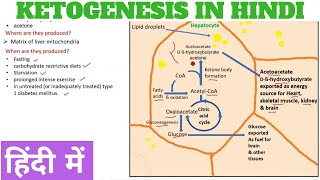 Ketogenesis  Ketone body synthesis in Hindi [upl. by Airdua]