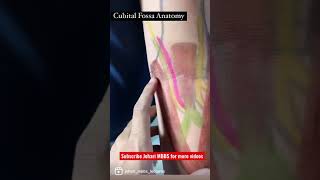 Cubital Fossa Anatomy In Hindi  shorts  Cubital Fossa Contents  Cubital Fossa 3D Anatomy [upl. by Arevle14]