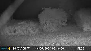 Fox Videos Only Edit GardePro A3 Trail Camera 10 of 10 FR23 Côtes dArmor Brittany France [upl. by Nrehtak]