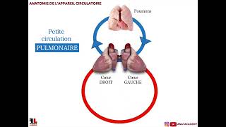 Anatomie de lappareil circulatoire360p [upl. by Narol570]