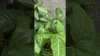 🌱Best indoor and air purifier plants 🪴🥰homegarding 🏡🧑‍🌾🪴🥰ytshots 🌿viralshorts [upl. by Suiratnauq291]