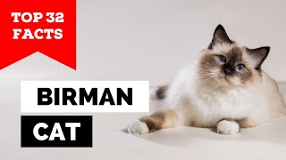 99 of Birman Cat Owners Dont Know This [upl. by Mcnamara]