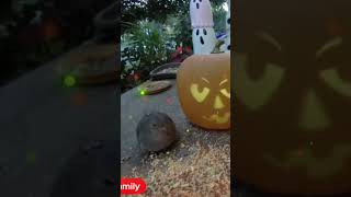 The Mourning Dove Visits The Halloween Scene 🎃 [upl. by Belmonte]