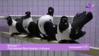 2012011415 Выставка голубей в Воронеже  Pigeons Show at Voronezh Russia [upl. by Morgenthaler]