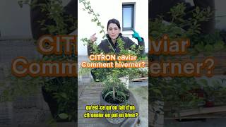 Comment hiverner un citronnierle citron caviar en hiver jardin plant citron citronella hiver [upl. by Arimak882]