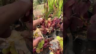 Sarracenia Purpurea plantacarnivora jardim plantascarnivoras flores carnivora [upl. by Oicor133]