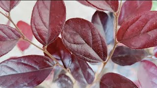 How to grow and care for LOROPETALUM CHINESE PLANT CHINESE FRINGE FLOWER [upl. by Hbaruas618]