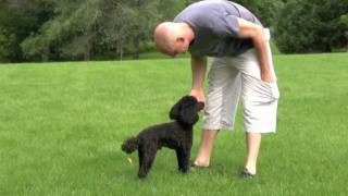 Chief the Miniature Poodle [upl. by Etnahc]