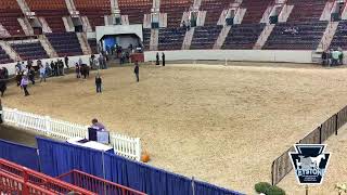 National Hereford Cattle Show [upl. by Nesta]