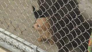 Welfare complaint leads to the removal of 70 dogs from a Fond du Lac County home [upl. by Antoine]