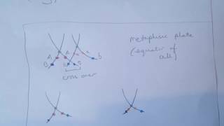 A level Autosomal Linkage [upl. by Brogle]