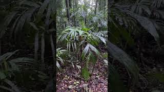 Walking stick palm Linospadix monostachyos in Dorrigo National Park NSW [upl. by Silliw]