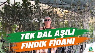 Tek Dal Aşılı Fındık Fidanı [upl. by Eardnaed]