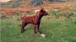 What Happens When a Patterdale Terrier Meets Two Lambs [upl. by Durstin]