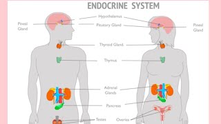 Endocrine system Nursing officers MCQplzsubscribemychannel nursingofficerexamquestions [upl. by Rinna]