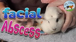 Guinea pig large enormous gigantic facial abscess draining [upl. by Fanya298]