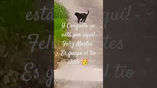 Conguito es nuestro fiel amigo 🐱 Amigos pispiteros 💕 [upl. by Khichabia631]