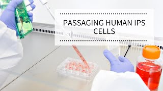 Passaging Human iPS Cells  REPROCELL [upl. by Zebaj]