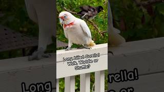 Amazing Long billed Corella Parrot Sound [upl. by Epuladaugairam]