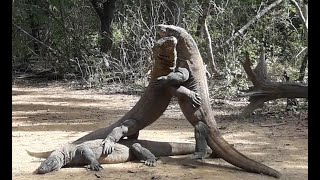 Komodo Dragons Fighting For Mating Female [upl. by Yebot]